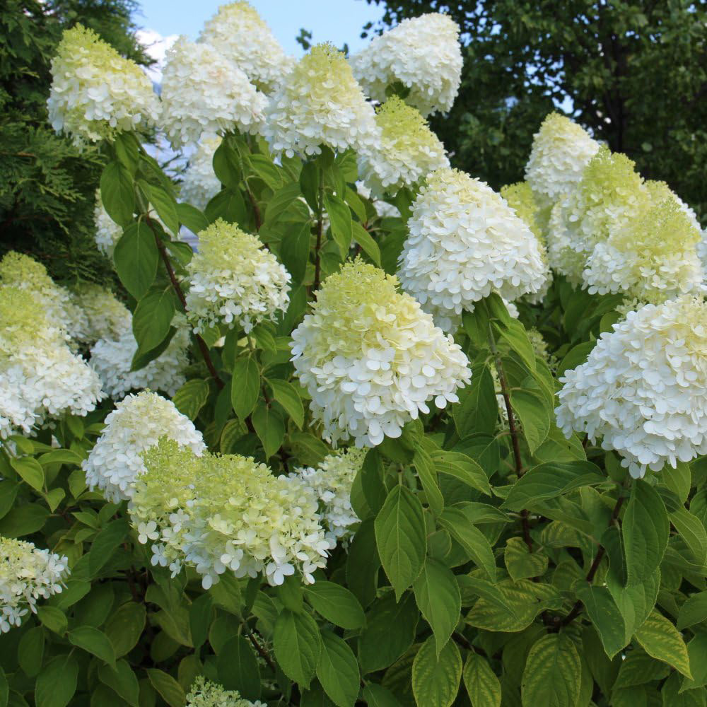 Thompson and Morgan Hydrangea Limelight Potted Plant 9cm Image 7