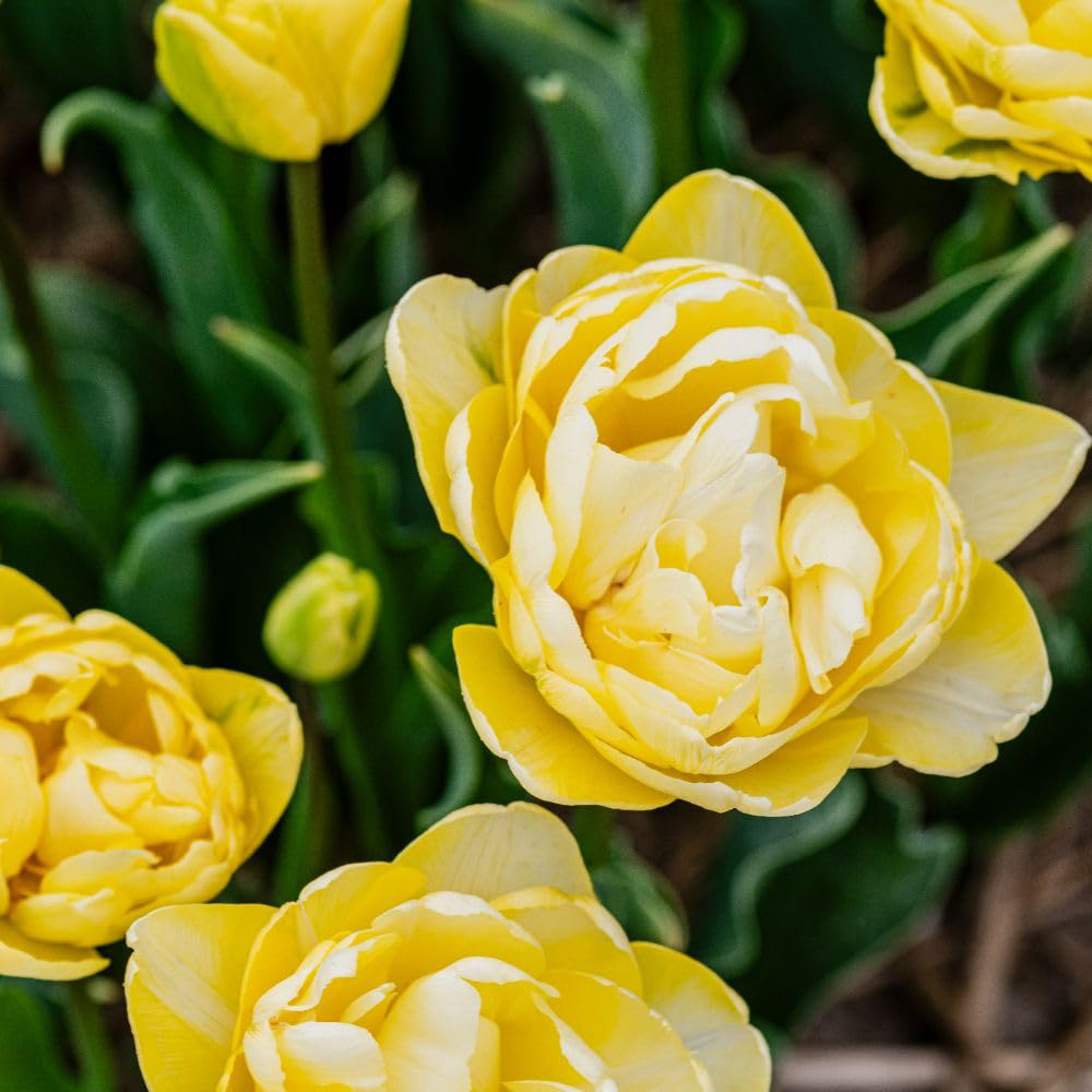 Thompson and Morgan Tulip Wedding Dream Planting Bulb 16 Pack Image 1
