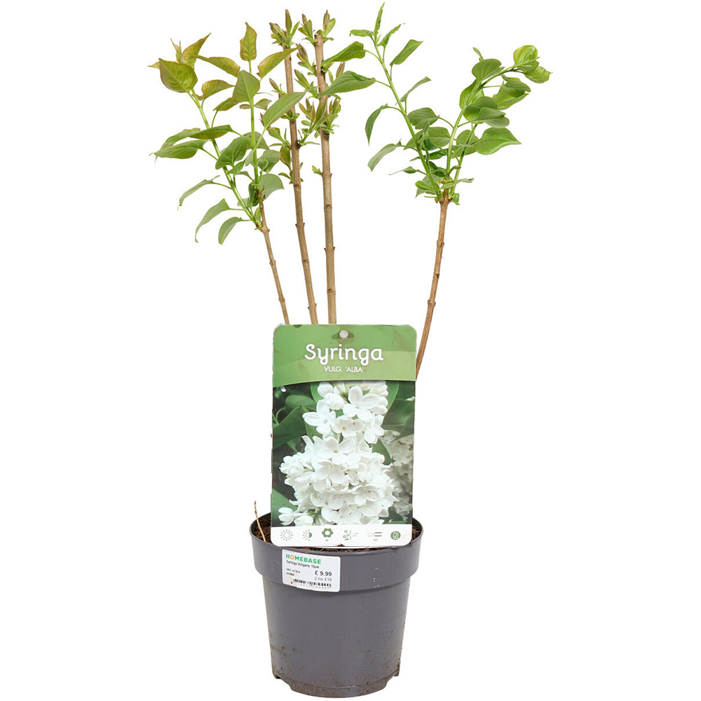 Syringa Vulgaris Plant Image 8