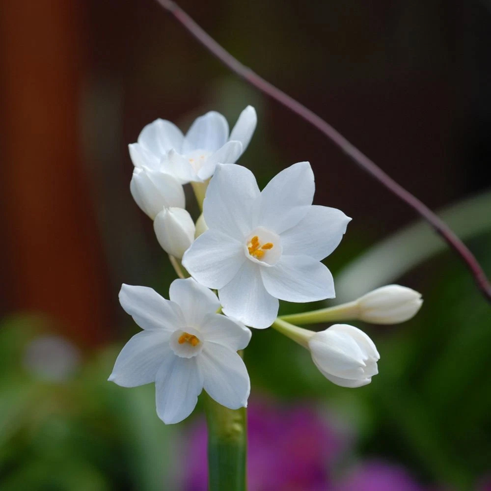 Thompson and Morgan Daffodil Papyraceus Planting Bulb 8 Pack Image 3