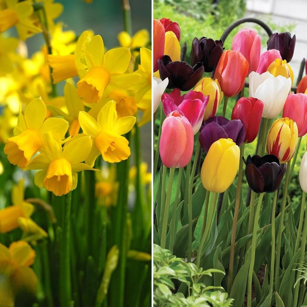 Thompson and Morgan Bestsellers Duo Planting Bulb 28 Pack Image 1