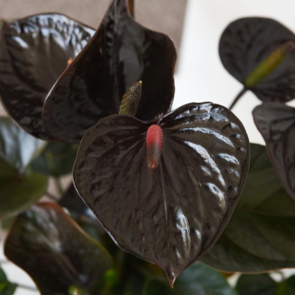 Thompson and Morgan Anthurium Black Love Plant in Pot 12cm Image 1