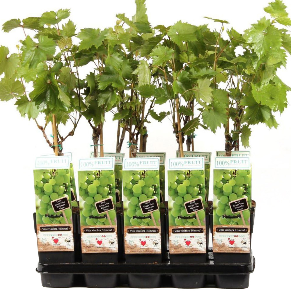 Thompson and Morgan Vitis Grape Himrod Plant in Pot 15cm 3 Pack Image 2