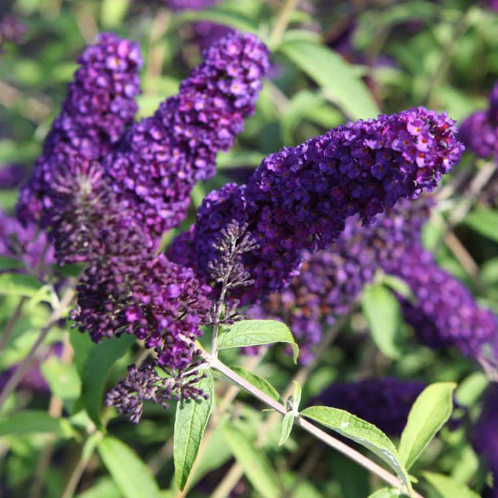 Thompson and Morgan Buddleja Davidii Black Knight Plant Pot 3L Image 1