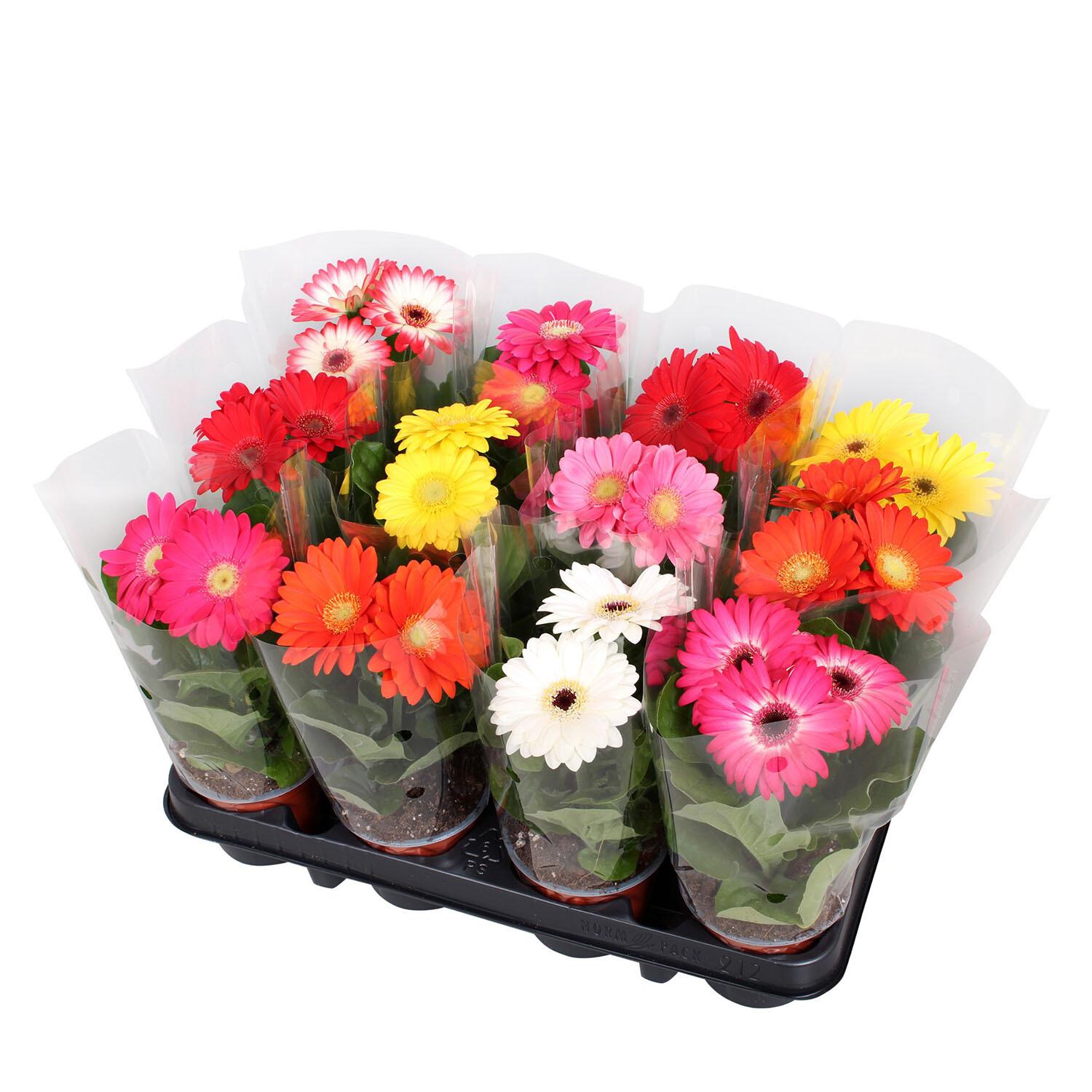 Gerbera Outdoor - Multicolour Image