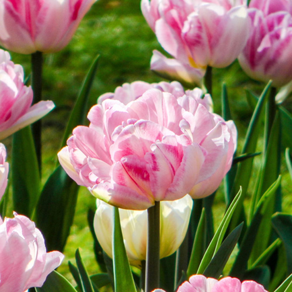 wilko Tulip Double Pink Planting Bulb 20 Pack Image 1