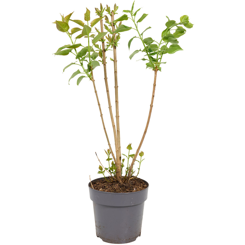 Syringa Vulgaris Plant Image 2