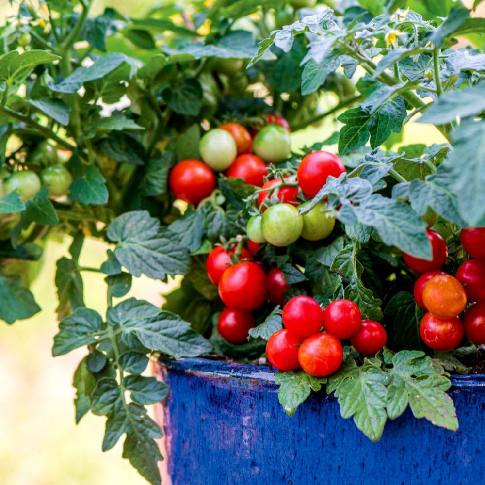 Thompson and Morgan Mr Men Tomato Veranda Red F1 Seed Packet Image 3