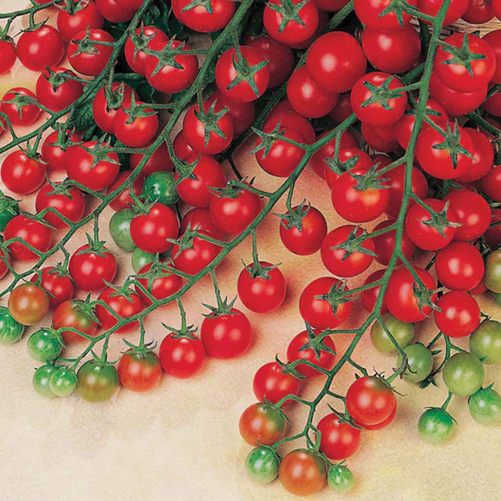 Thompson and Morgan Tomato Sweet Success Seeds Image 3