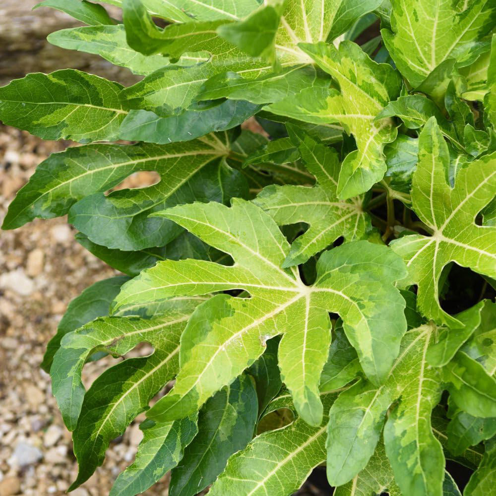 Thompson and Morgan Fatsia Camouflage Plant Pot 3L 2 Pack Image 1