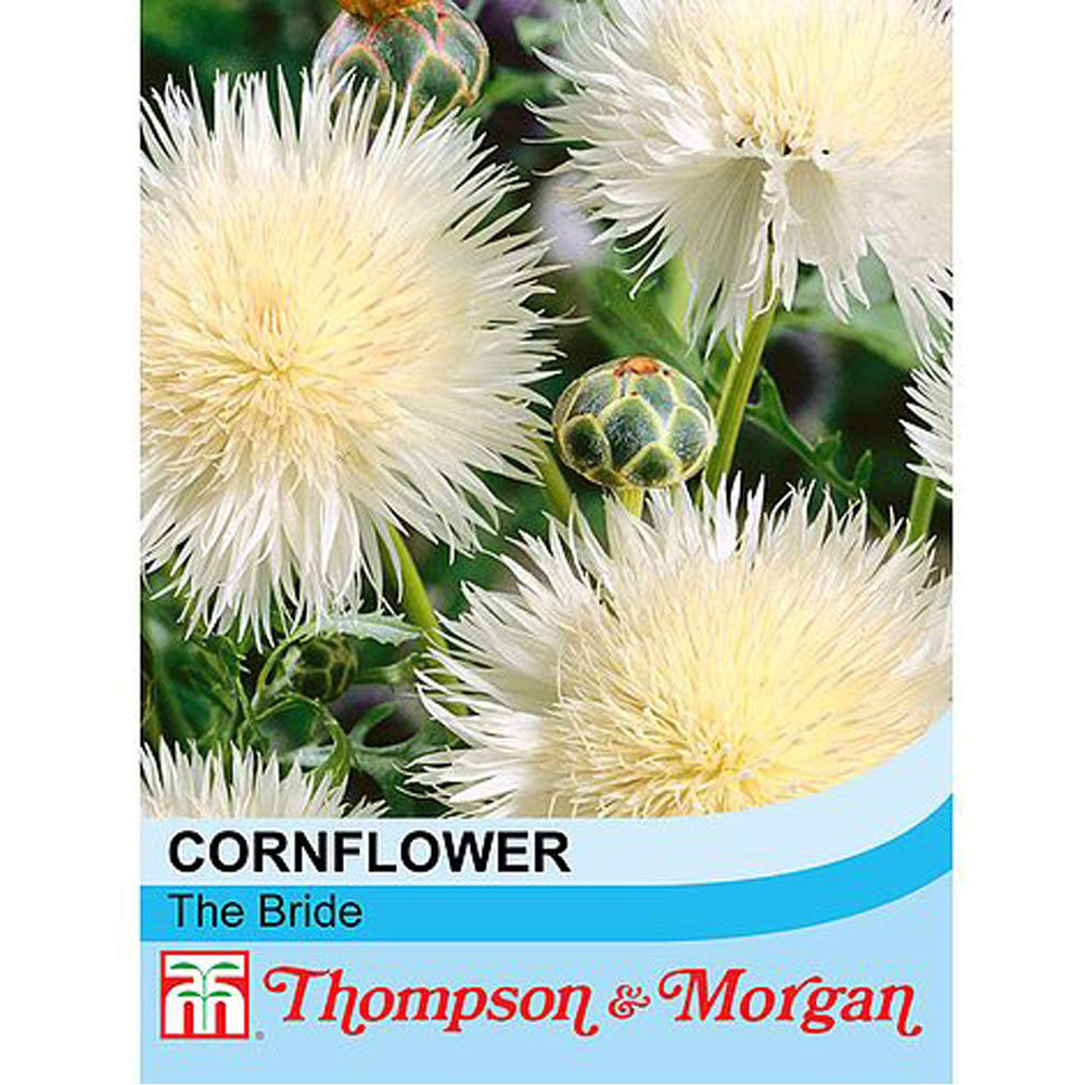 Thompson & Morgan Cornflower The Bride Seed Packet Image 2