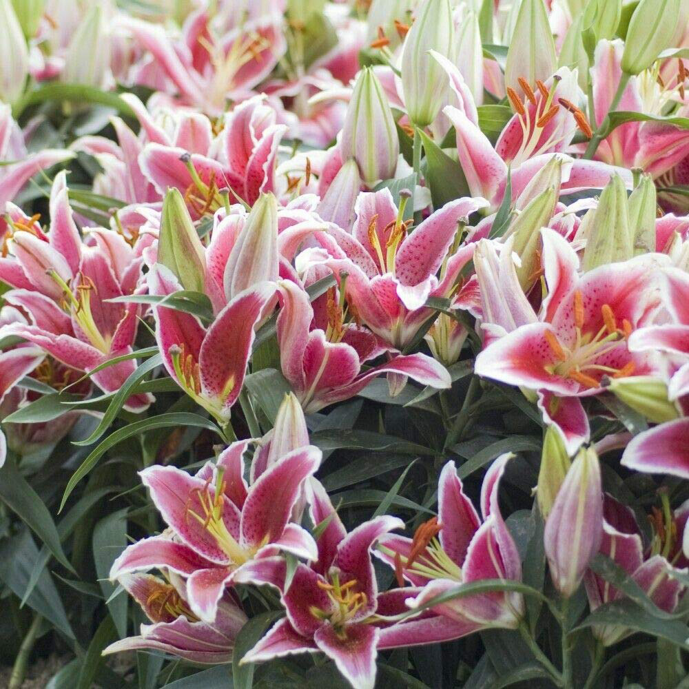Thompson and Morgan Lily Groundcover Dazzler Planting Bulb 12 Pack Image 4