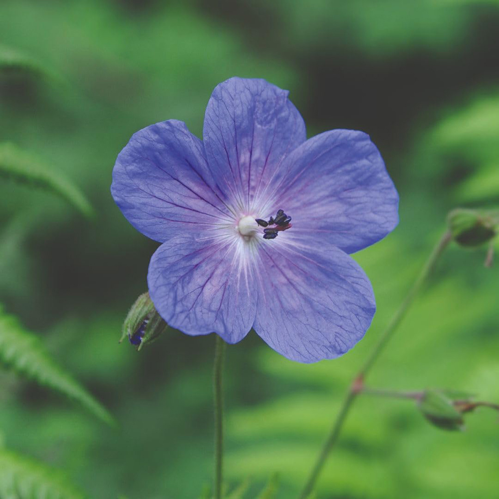 Thompson and Morgan Geranium Himalayense Gravetye Plant Pot 9cm 2 Pack Image 1