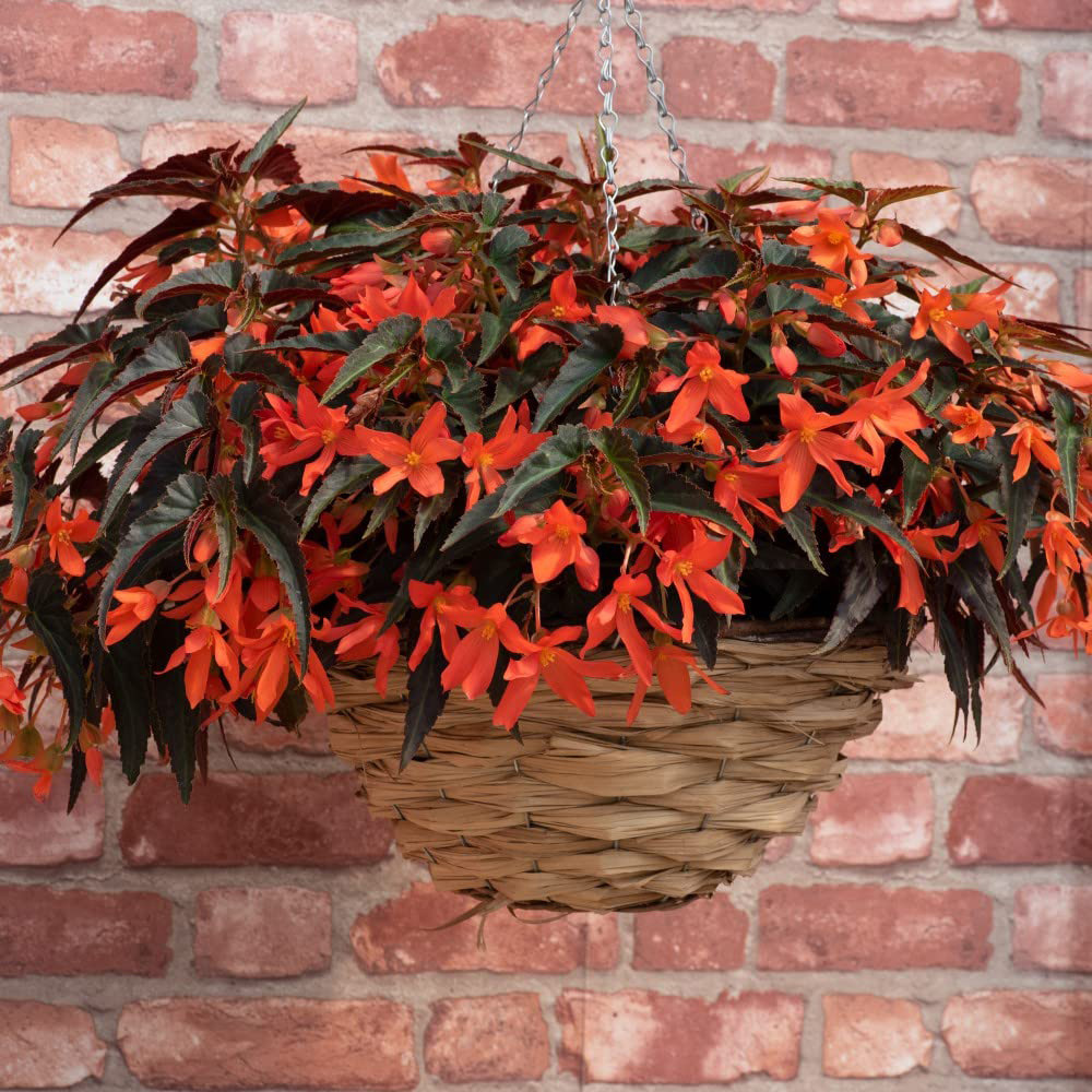 Thompson and Morgan Begonia Bossa Nova Night Fever Papaya Garden Ready Plant 30 Pack Image 4