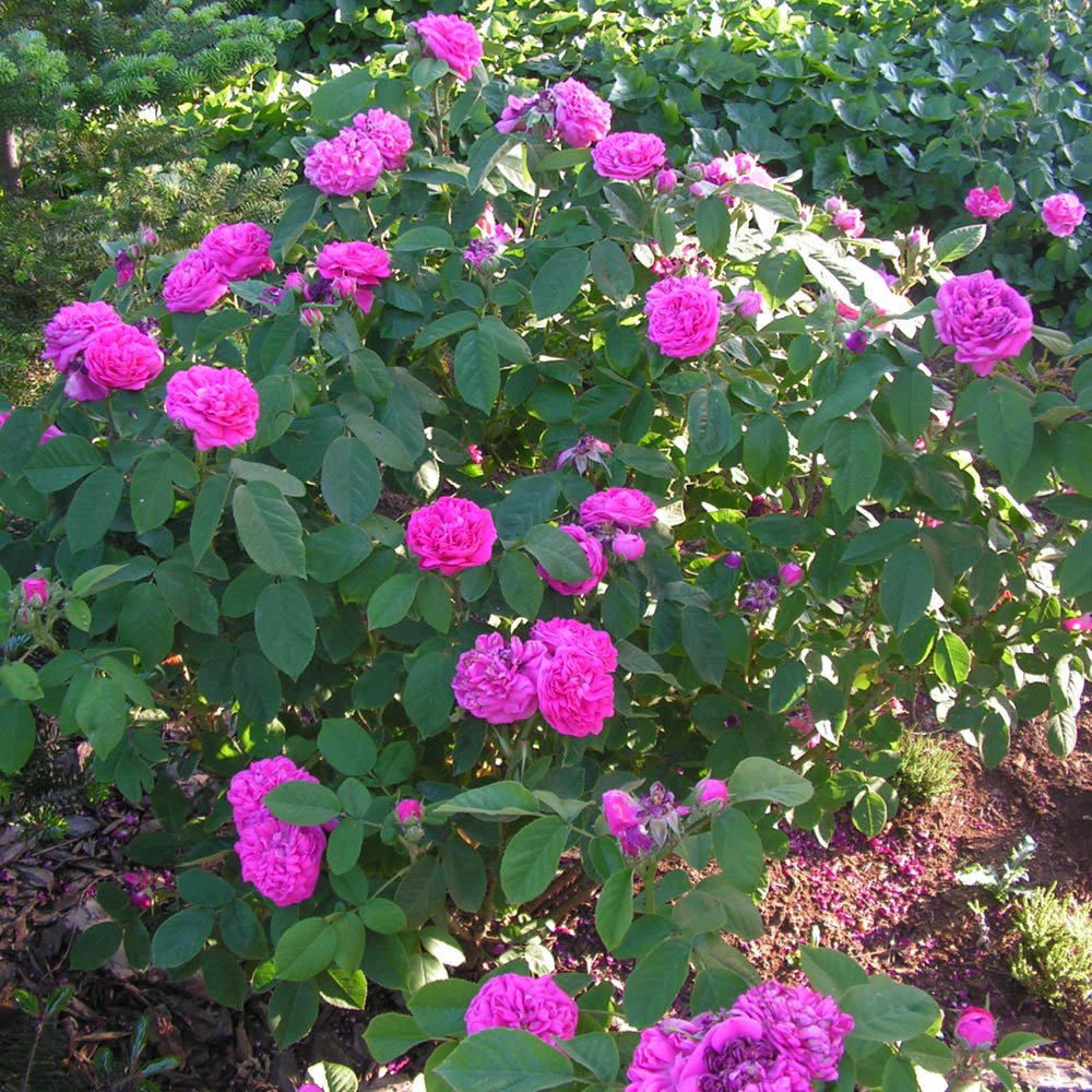 YouGarden Rose De Rescht Bare Root Image 2