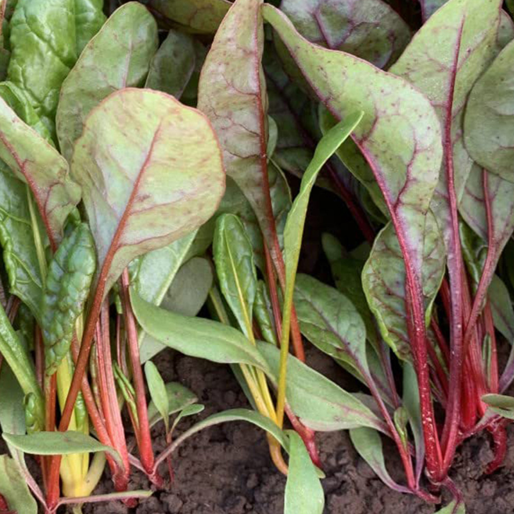 Thompson & Morgan Swiss chard Celebration Seeds Image 1