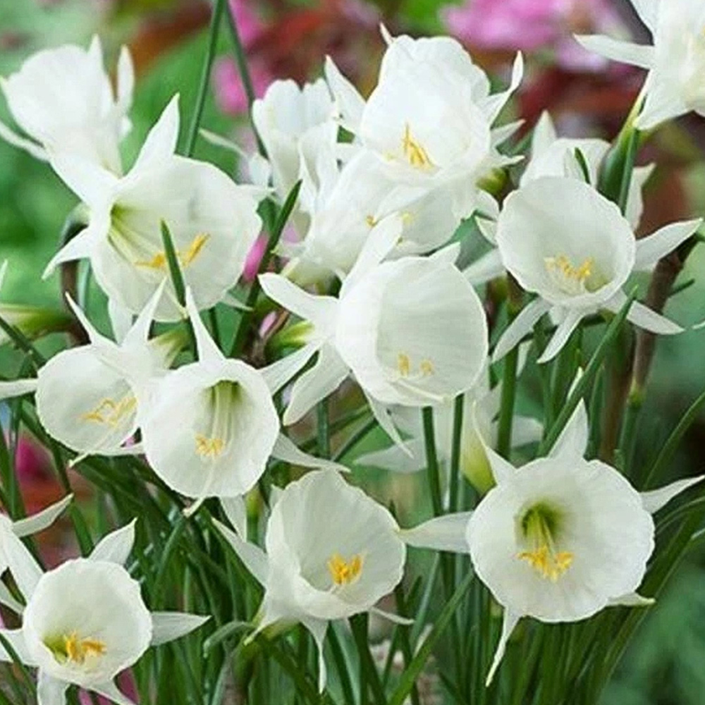 Thompson and Morgan Daffodil Cantabricus Planting Bulb 32 Pack Image 1