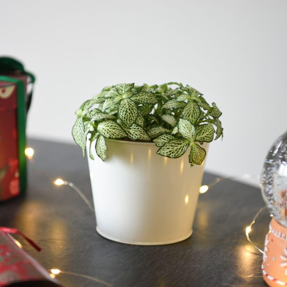 Thompson and Morgan Fittonia Mosaic White Tiger Plant Pot 8.5cm 2 Pack Image 3