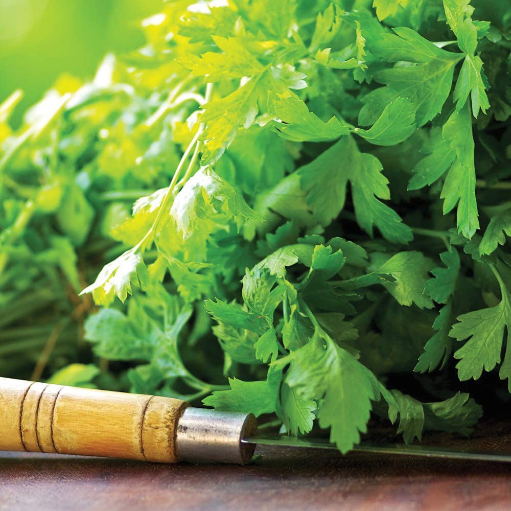 Thompson and Morgan Coriander Herb Seeds Image 2
