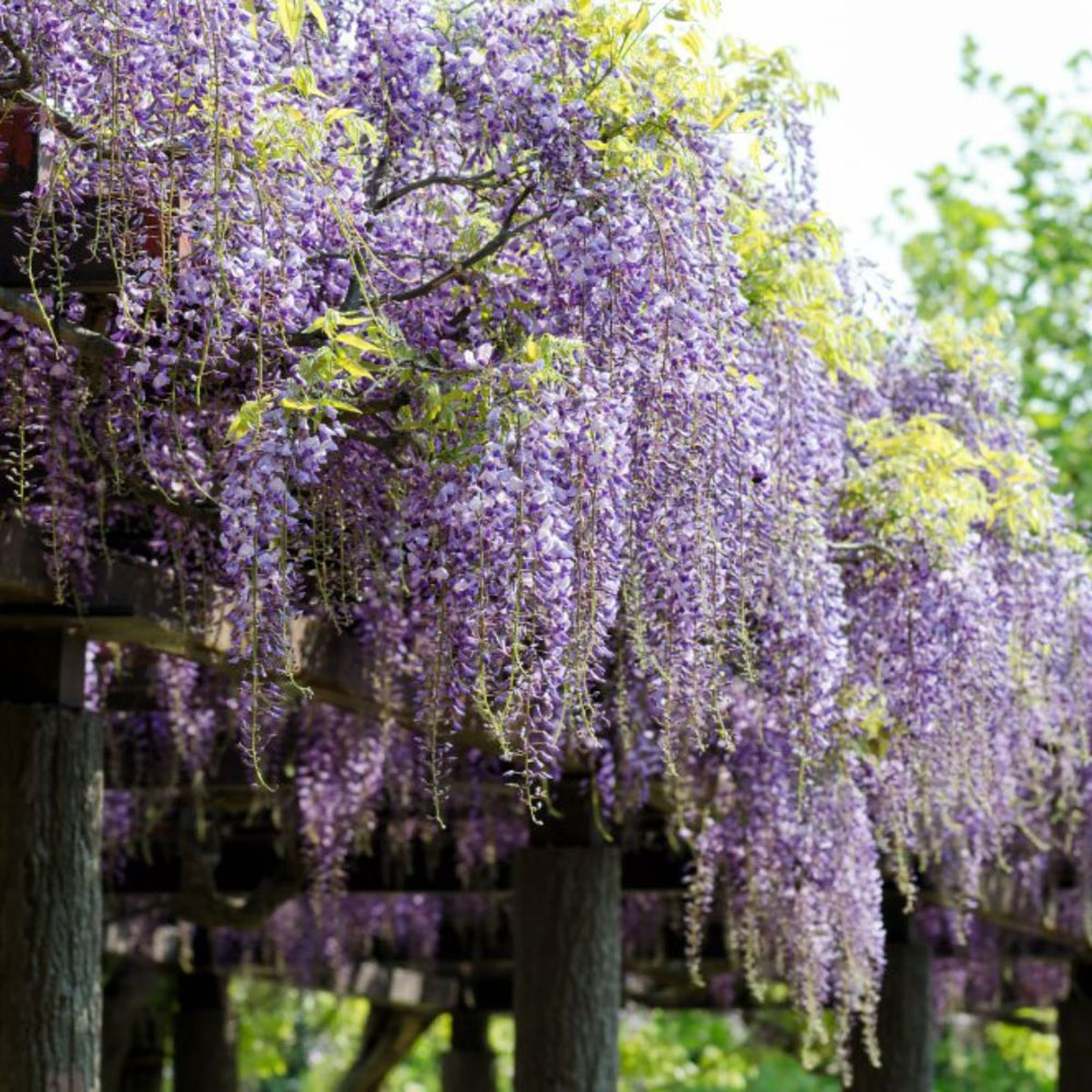 Thompson and Morgan Wisteria Formosa Issai Plant Pot 2L Image 3