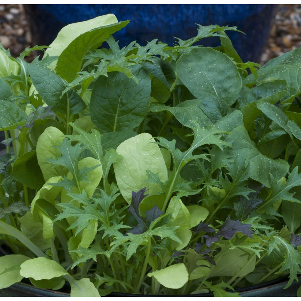 Thompson and Morgan Salad Leaves Colourfully Mild Mixed Seeds Image 2
