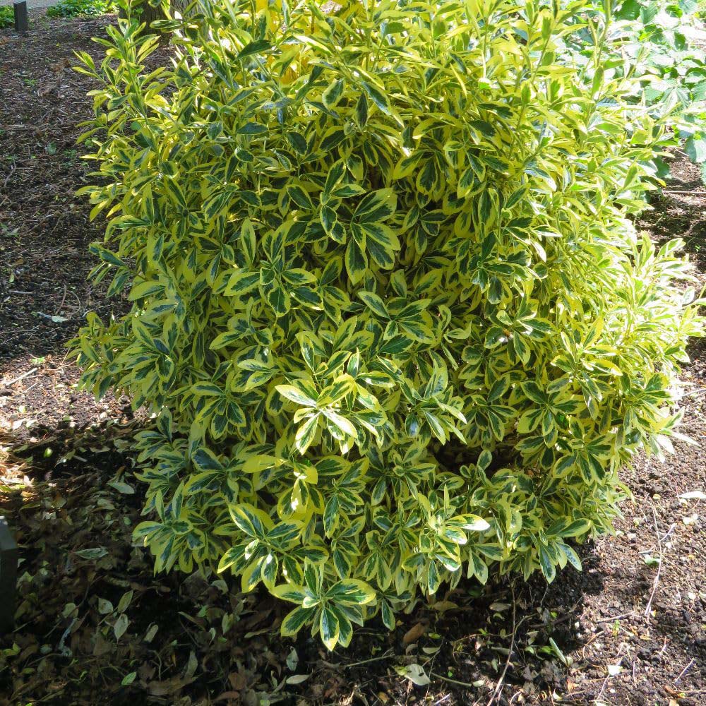 Thompson and Morgan Euonymus Japonicus Albomarginatus Plant Pot 9cm 3 Pack Image 2