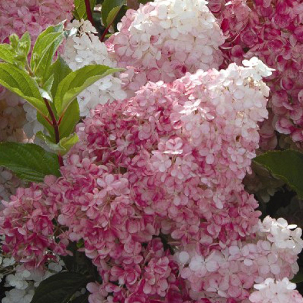 Thompson and Morgan Hydrangea Vanille Fraise Plant Pot 8cm 3 Pack Image 3