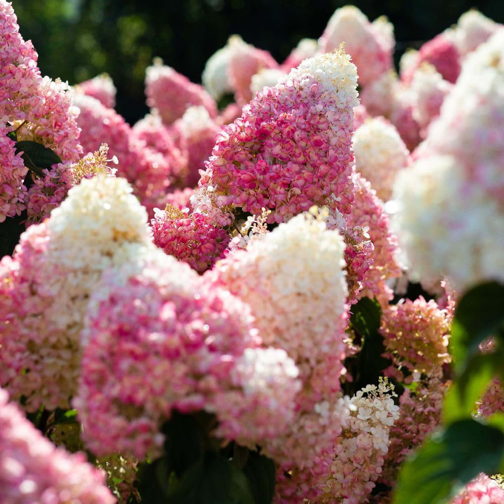 Thompson & Morgan Hydrangea Paniculata Living Strawberry Blossom Plant Pot 12cm Image 2