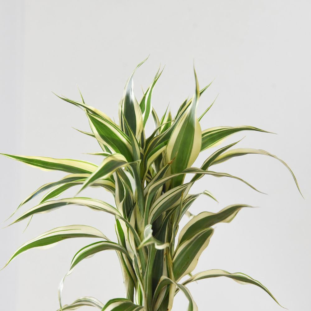 Thompson and Morgan Dracaena Surculosa Twisted Stem Plant Pot 12cm 2 Pack Image 3
