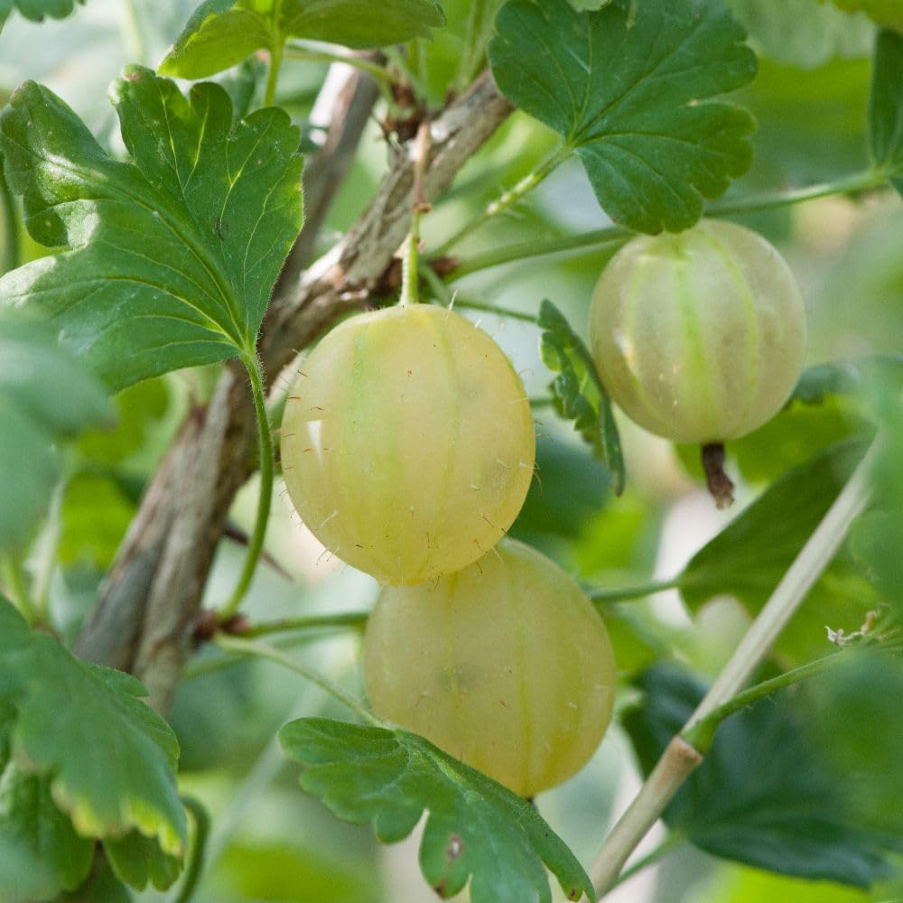Thompson and Morgan Gooseberry Growers Choice Plant Pot 9cm 3 Pack Image 2