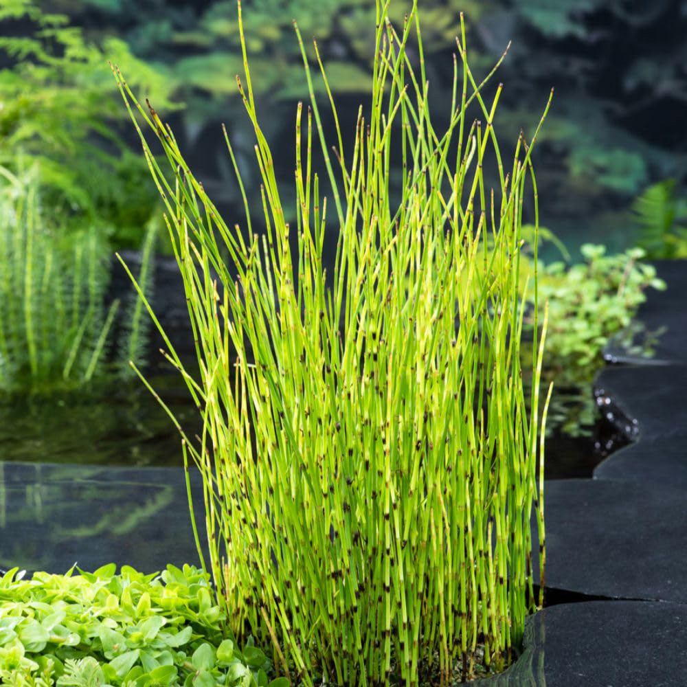 Thompson and Morgan Equisetum Fluviatile Plant Pot 9cm 2 Pack Image 1