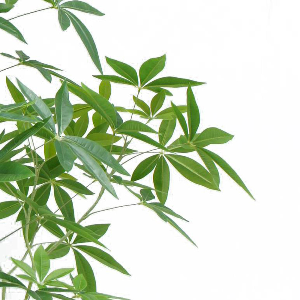 Botanik Pachira Money Tree Artificial Plant in Pot 5ft Image 2