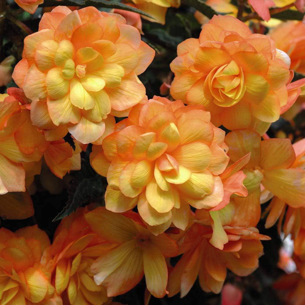 Thompson and Morgan Begonia Illumination Apricot Shades Improved Plant Plug 6 Pack Image 1
