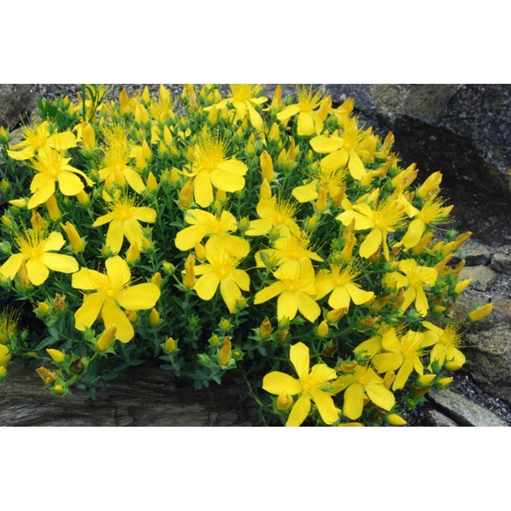 Inspirational Gifting Hypericum Bare Root Hedge Plant Sapling 30-60cm 5 Pack Image 6