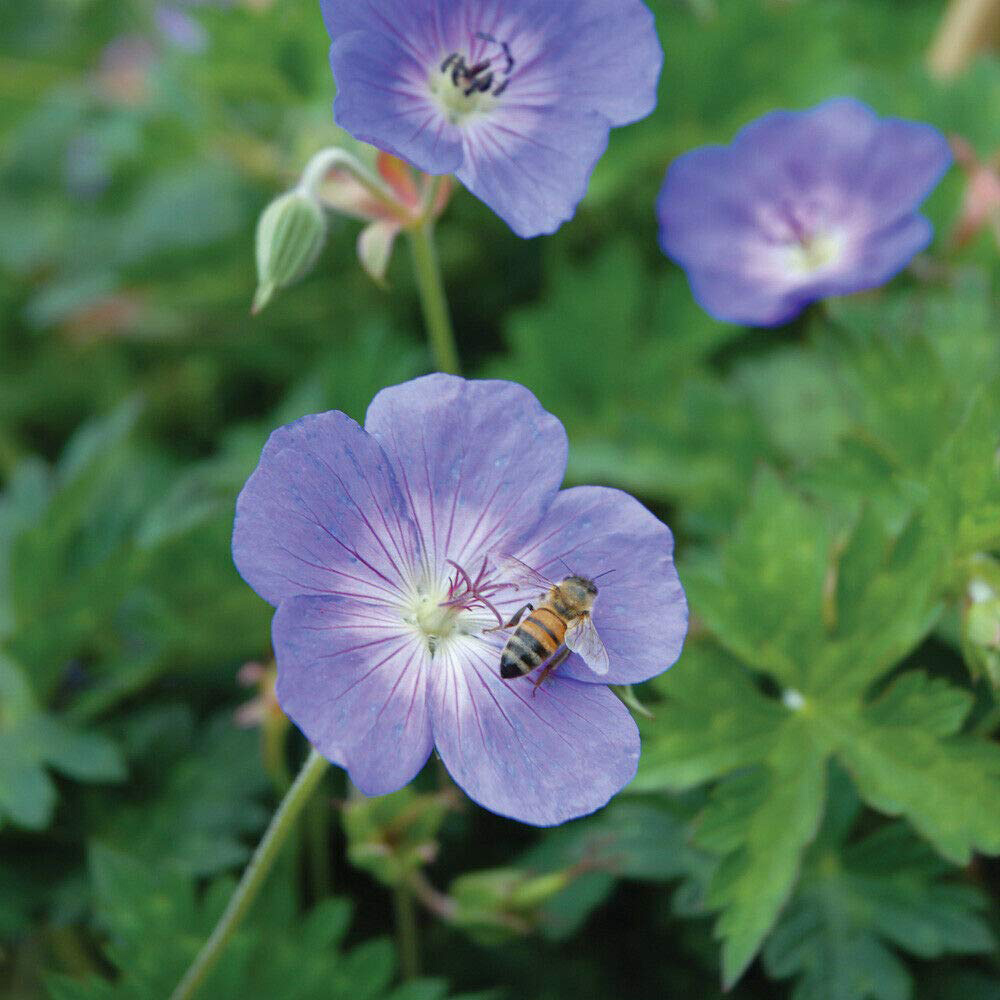 Thompson and Morgan Geranium Rozanne Jumbo Plug Plant 3 Pack Image 6