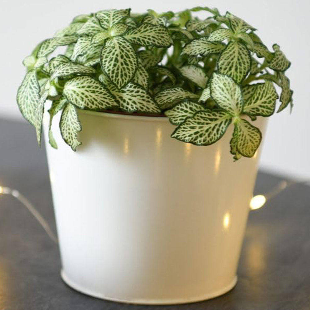 Thompson and Morgan Fittonia Mosaic White Tiger Plant Pot 8.5cm 2 Pack Image 1