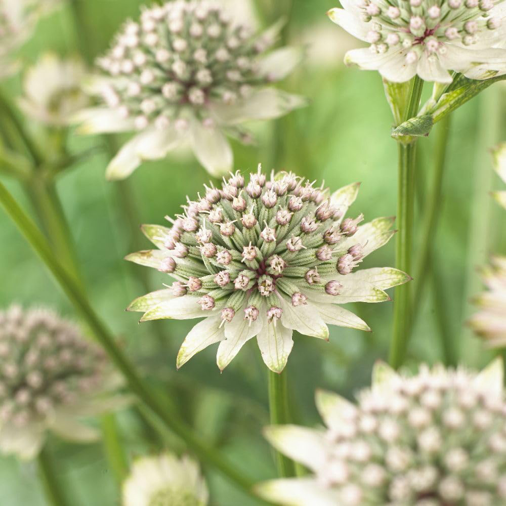 Thompson and Morgan Astrantia Major Star of Billion Plant Pot 9cm 3 Pack Image 2