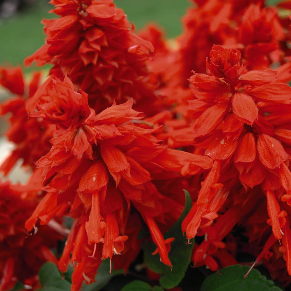 Thompson and Morgan Salvia Blaze of Fire Garden Ready Plant 15 Pack Image 1