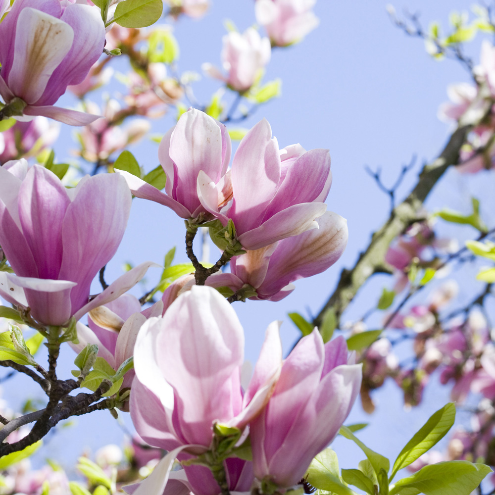 YouGarden Magnolia Collection Plant Pot 9cm 3 Pack Image 2