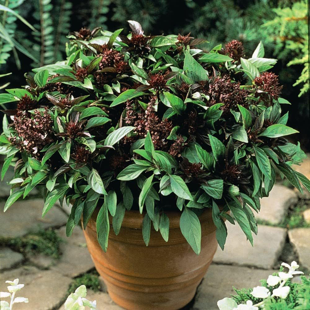 Thompson & Morgan Herb Basil Siam Queen 75 Seeds Packet Image 2