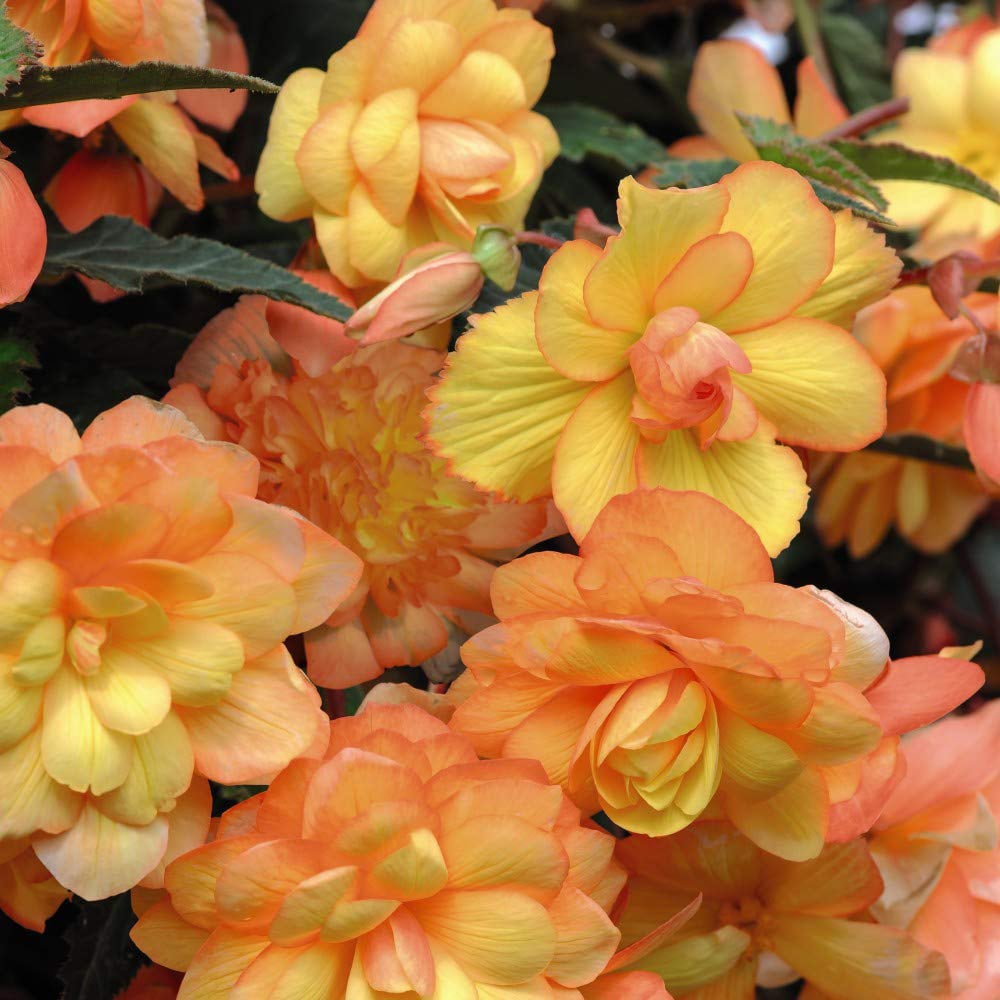 Thompson and Morgan Begonia Apricot Shades Garden Ready Plant 30 Pack Image 3