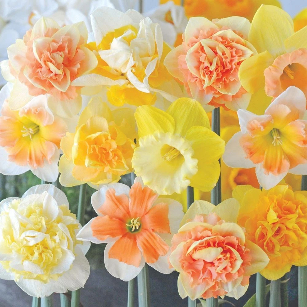 Thompson and Morgan Daffodil Ultimate Collection Planting Bulb 112 Pack Image 3