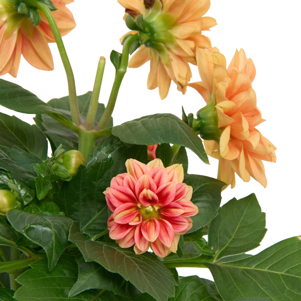 Dahlia Seasons Best Plant Image 7