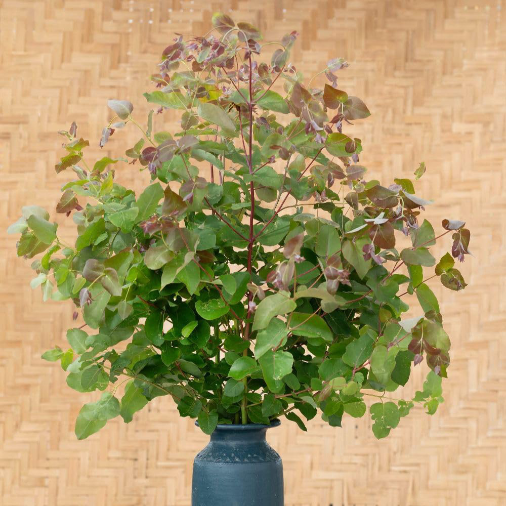 Thompson and Morgan Eucalyptus Dunni Majestic White Plant Pot 9cm Image 1