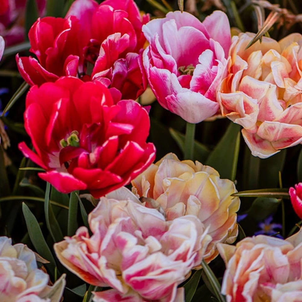 Thompson and Morgan Tulip Foxtrot Collection Planting Bulb 9 Pack Image 1