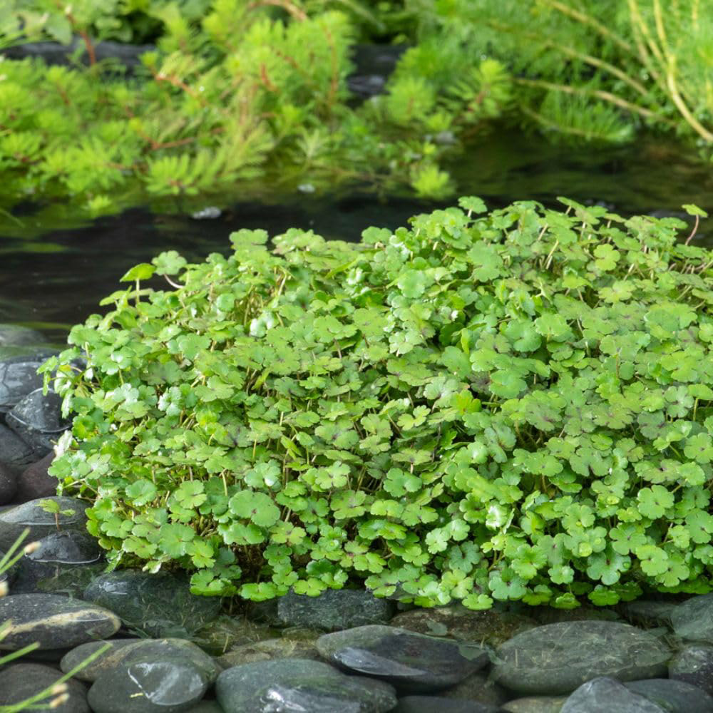 Thompson & Morgan Hydrocotyle Nova Zealand Oxygenating Plant Pot 1L Image 1