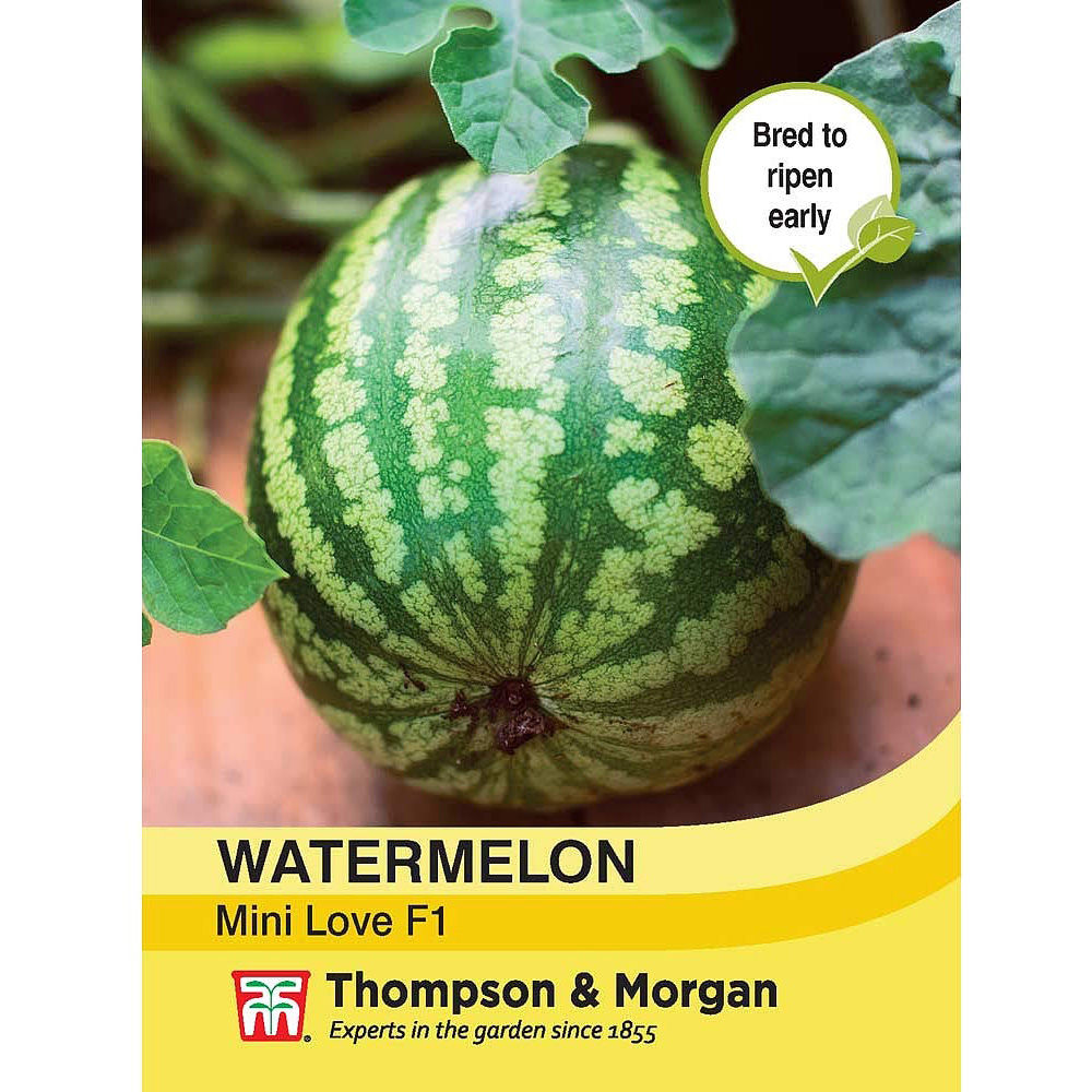 Thompson and Morgan Watermelon Mini Love F1 Seeds Image 2