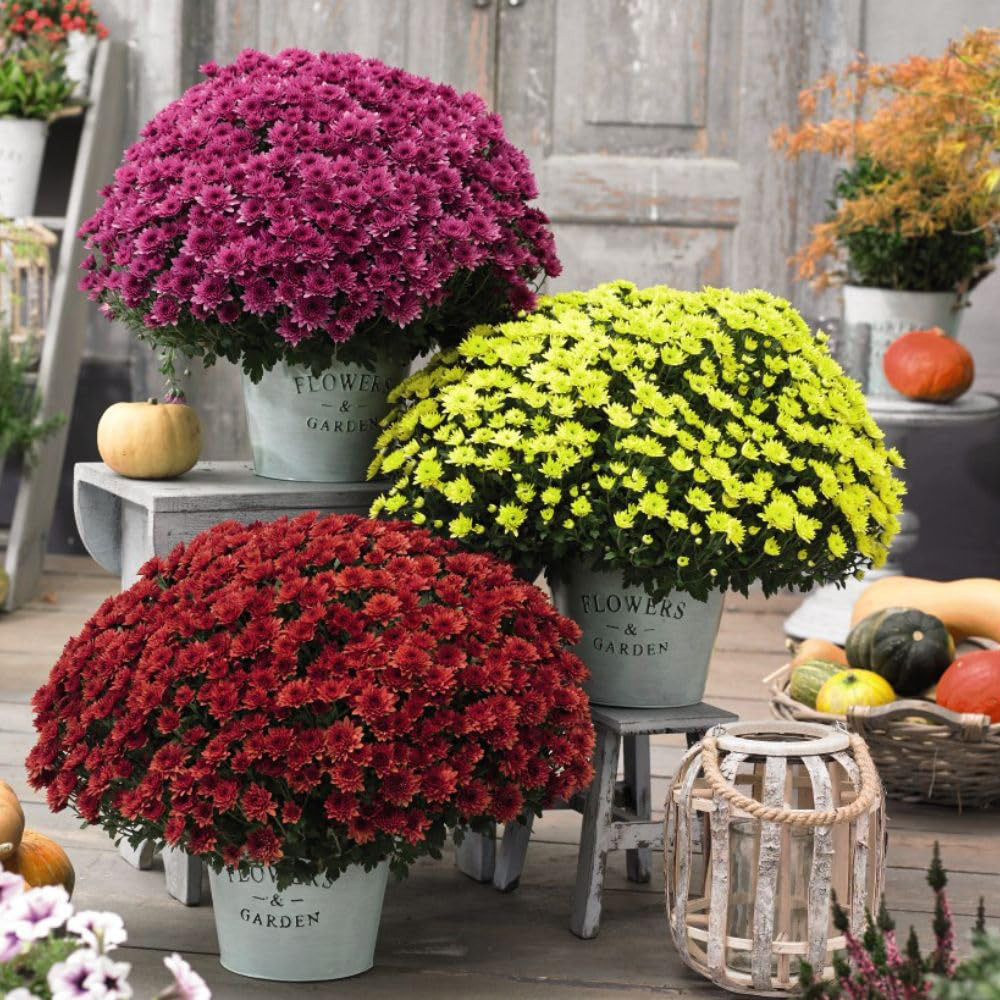 Thompson and Morgan Chrysanthemum Collection Mixed Postiplugs 12 Pack Image 1
