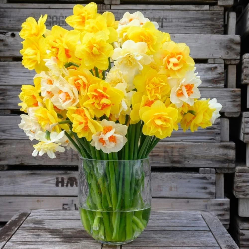 Thompson and Morgan Daffodil Double Classic Mixed Planting Bulb 32 Pack Image 2