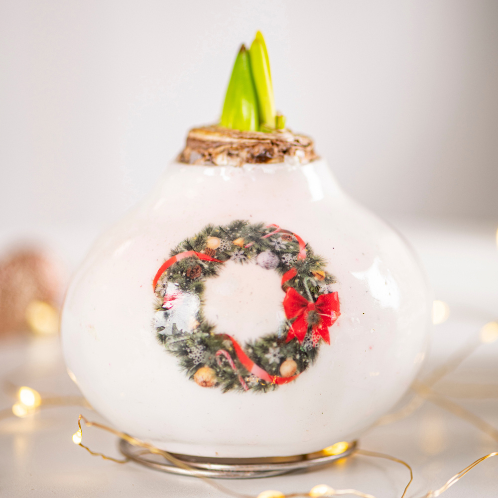Thompson and Morgan Christmas Gift Amaryllis in Touch of Wax Porcelain Wreath Image 1
